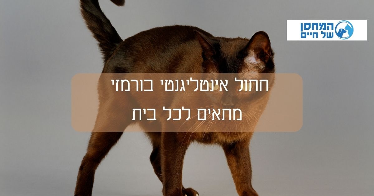 חתול אינטליגנטי בורמזי  מתאים לכל בית